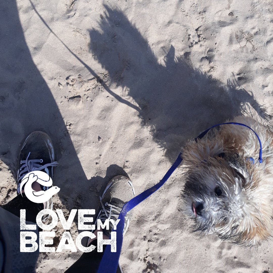🐾🐶❤️⠀
Dog poo contains about 300 times more bacteria than human poo!! 

💩💩💩 Always #BagItBinIt. ⠀

#LOVEmyBEACH #BinIt4Beaches #ShowWaterSomeLove 
#LeaveOnlyPawPrints
