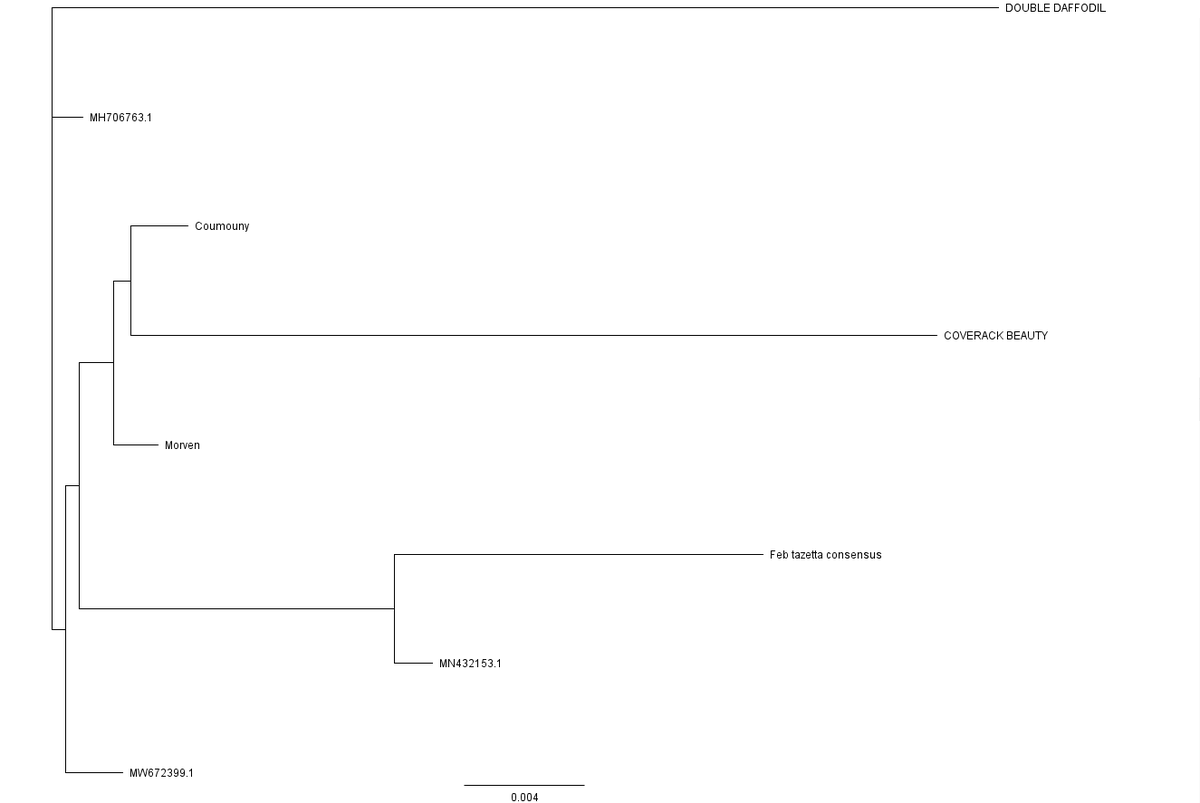 This half-term we have added 3 more nodes to the daffodil tree, the 3 alpha-numeric ones are the published cpDNA, the 4 other ones are the ones we've done in school! <a href="/Geneious/">Geneious</a> <a href="/nanopore/">Oxford Nanopore</a> <a href="/aeharkess/">Alex Harkess</a> <a href="/konyveskalman/">Kálmán Könyves</a> <a href="/KevinFrediani/">Kevin Frediani</a> @BosJorunn <a href="/DaffDNA/">The Daffodil DNA Project</a> <a href="/theGenomicsLab/">The Genomics Lab</a>