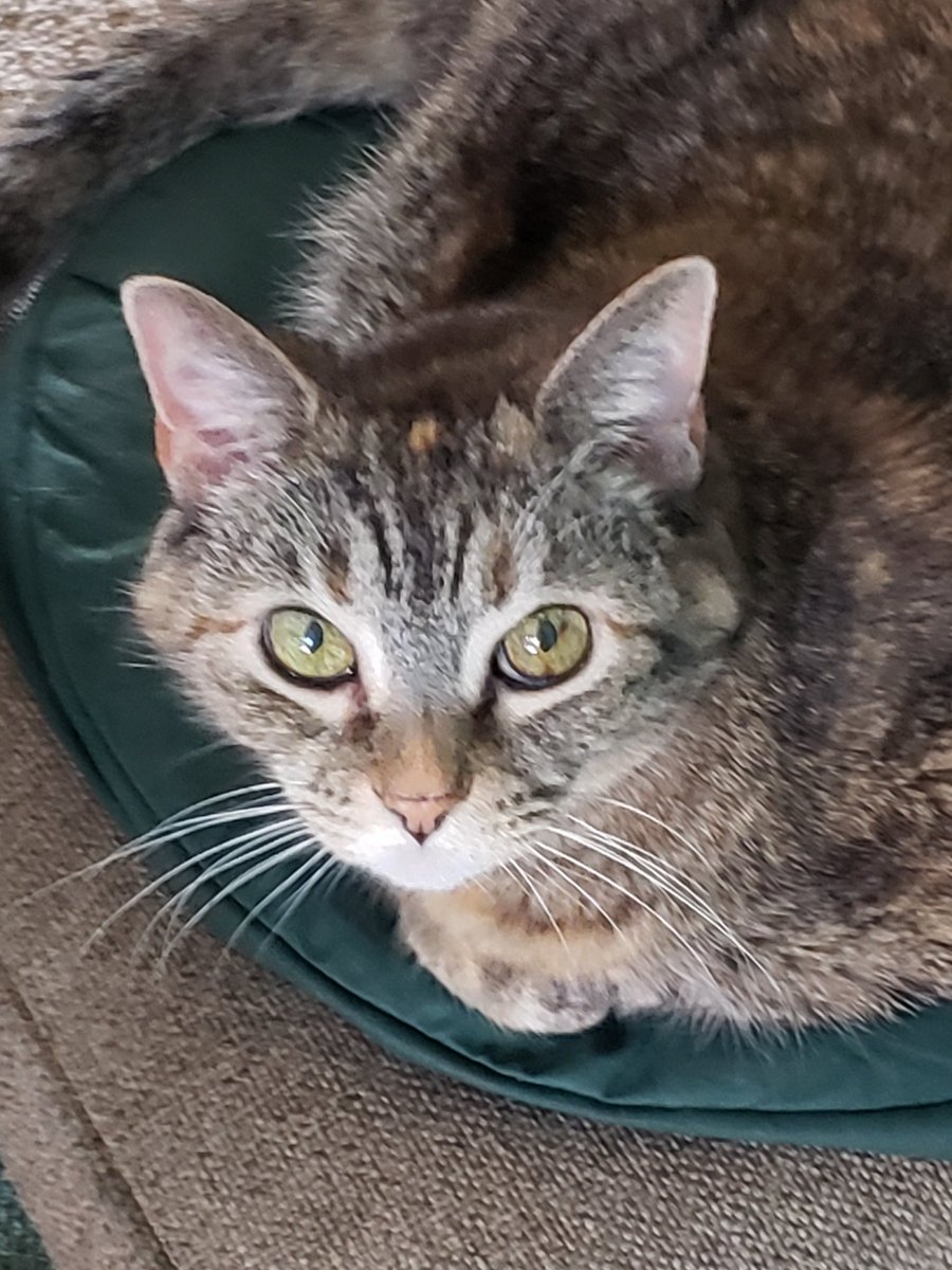 CassieJFox's tweet photo. Gizzabella shows me the whites of her eyes, as she practices her #FelineFriday eye rolling technique like teenagers do. #OhMom #SuperSeniorCatsClub #PrettyEyes 👀 🐈 🐾 #TabbyCats #WorldCatDay #CatsOfTwitter #WhitmireSC https://t.co/tE2t7ZNWz6