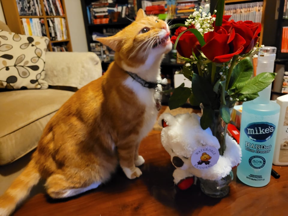 CatNotFrog's tweet image. *chomp*