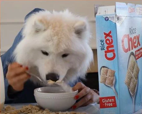 samoyedcoin's tweet photo. gm famo https://t.co/dEcUBXShvk