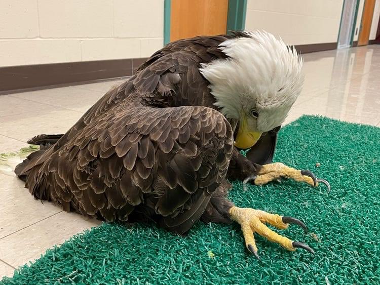 Prof. Yuille on X: Bald eagles are so huge they look like a guy in a  really good bald eagle costume.  / X