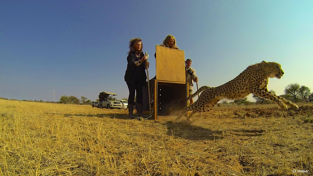 OryxTheJournal's tweet photo. Out now! Recommendations for the rehabilitation and release of wild-born, captive-raised #cheetahs: the importance of pre- and post-release management for optimizing survival🐆

Learn more about Walker et al.'s research: https://t.co/0iQmeYbIJT https://t.co/wMZWJXLf0r