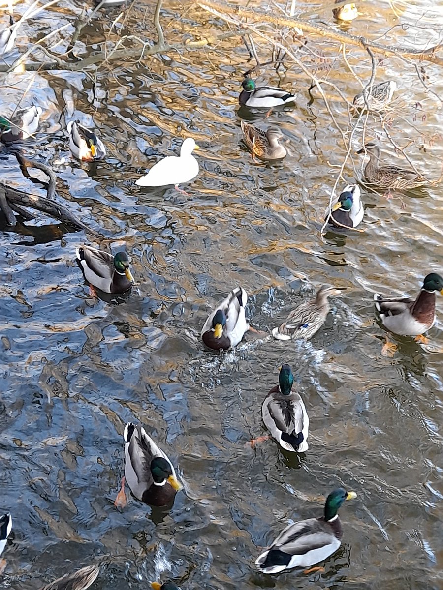 Har aldrig sett en vit gräsand förut. Det är ingen albino heller. Nån som vet hur det kommer sig?