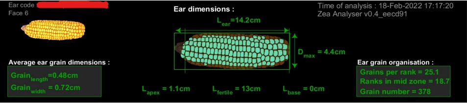 Phenotyping with deep learning is cool &amp; stuff, but producing a good visualization 📊of your output is even more enjoyable! 
Finally had time to automate the production of graphs for our maize phenotyping pipeline 🌽, here it is!