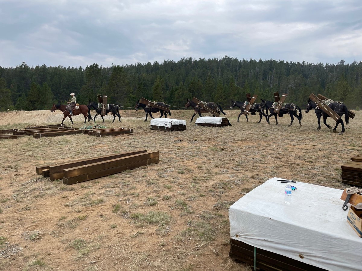 ShoshoneNF's tweet photo. #DYK that we host the @USFSRockyMtns Specialty Pack String? This amazing group of mules and horses work around our region, as well as surrounding regions within the @forestservice! We hope you enjoy a these pictures as a part of this week's #StockSaturday https://t.co/suI6qA2PtJ