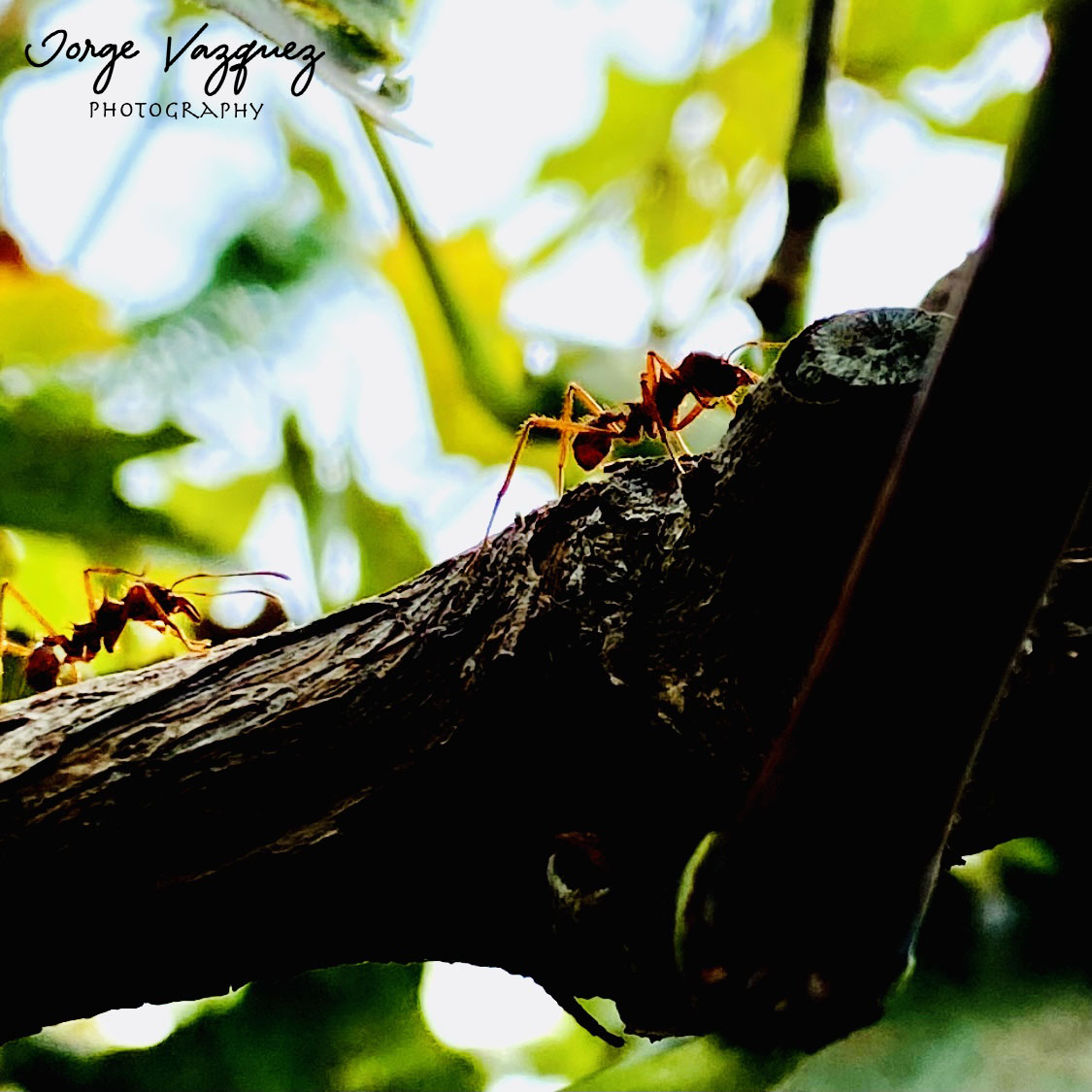 Jorgevazquezph's tweet photo. ☀️Good morning with this NFT macro photo of some ants working on a vine 🍇

https://t.co/75czLdkrq7

#photography #nftphotography #NFTphotographers #nftart #NFTCollection #nft #NFTGiveaway #NFTCommmunity #NFTartist #nftcollectors #nfts #photographer #photoart https://t.co/wDwia2agrR