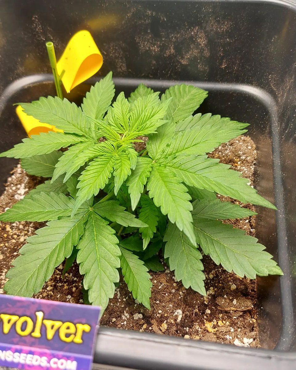 You can never go wrong with a good Revolver Auto! 💜

Whether you're a beginner grower, or you're a little bit more advanced, this strain is a classic. With high-yields and an average growing time of 7 weeks, Revolver is quick and fun to grow. Great job, @bustin_budz! 👏
