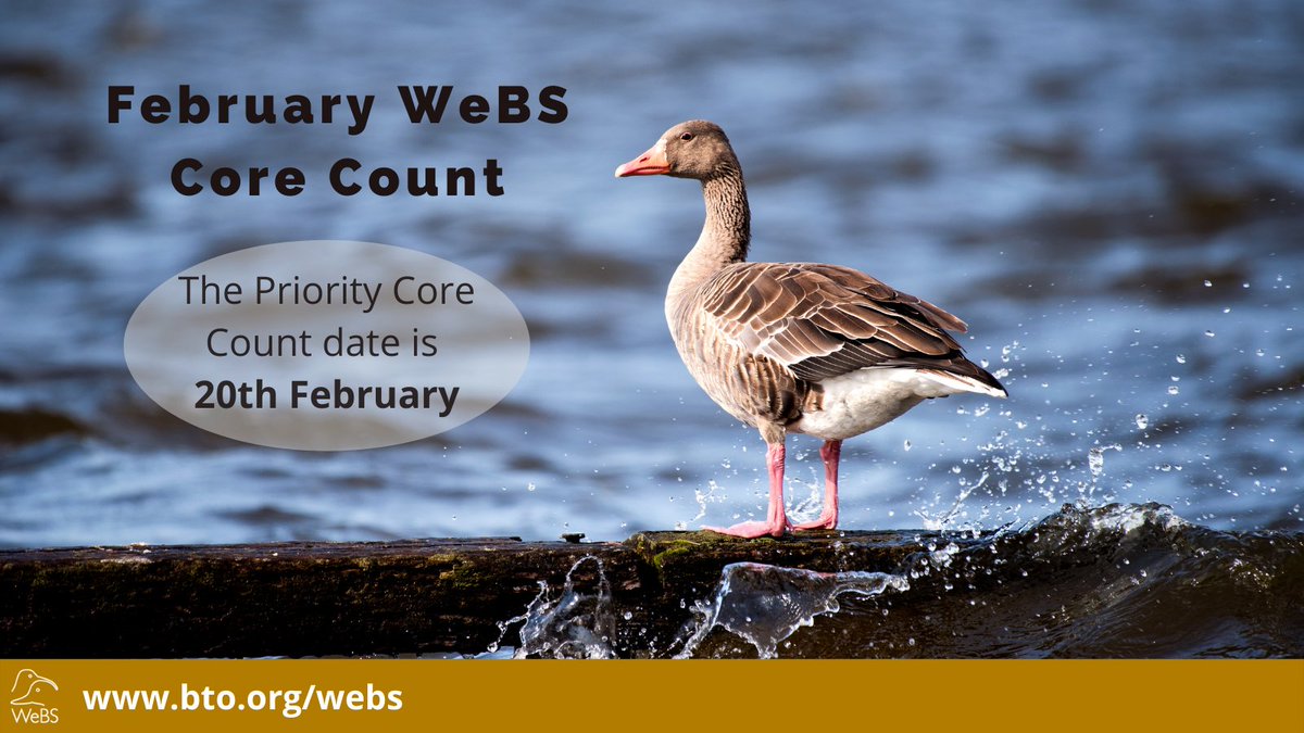 This Sunday is the February WeBS Core Count! It's going to be blustery over the next few days, with weather warnings around the country, so please be careful and check the forecast before heading out. <a href="/_BTO/">BTO</a>