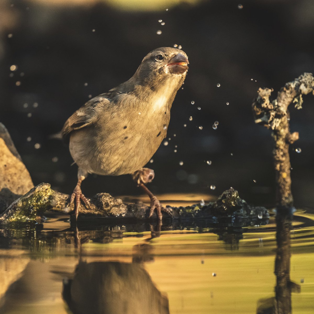 Un precioso gorrión refrescándose con las primeras luces del día
#sparrow #gorrion #bird
