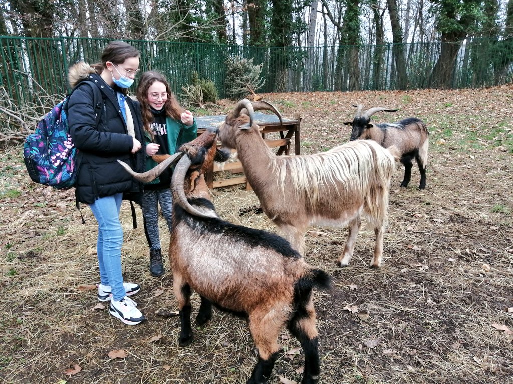Clg_Ronsard's tweet photo. Les eco-délégués s'occupent une dernière fois des chèvres avant leur départ. Elles reviendront dans quelques mois pour de nouveaux partages et de nouvelles expériences 🐐 https://t.co/GepbzSlpNa