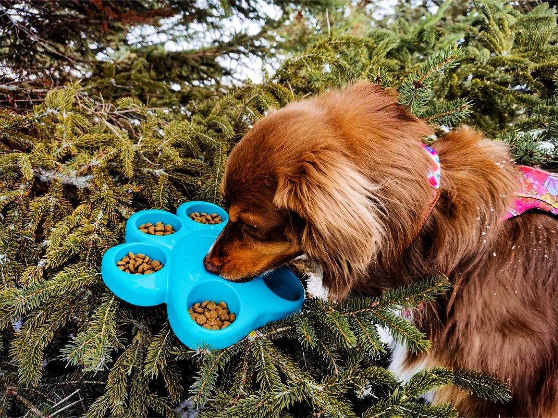 From Elodie ❤️ Dogs ~ Toujours partante pour prendre un bon repas Valens Pet Nutrition après avoir couru partout en forêt 🌲

#valenspetnutrition #valensdog #valensdogfood #proudambassador #happydog #happydoghappylife  #healthydogfood