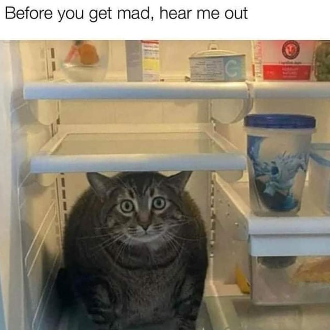 PoorlyTimedCats's tweet photo. #Cats #CatsOfTwitter https://t.co/bUt1CIVq4L