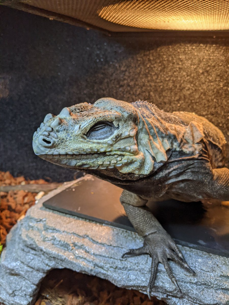 Curious Creatures LLC tweet media