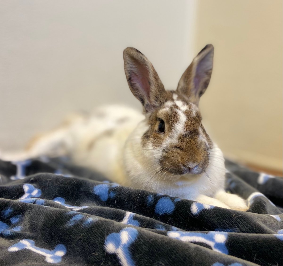 SPCAmc's tweet image. Meet Pilsner.  He is an adorable Mini Rex mix with a twitchy nose and a spunky hop in his....hop! We are still in the midst of our &quot;Somebunny to Love&quot; Adoption Event - his adoption fee is whatever you want it to be.  That&apos;s right - you pick the price!  He’s at the SPCA! #spcamc