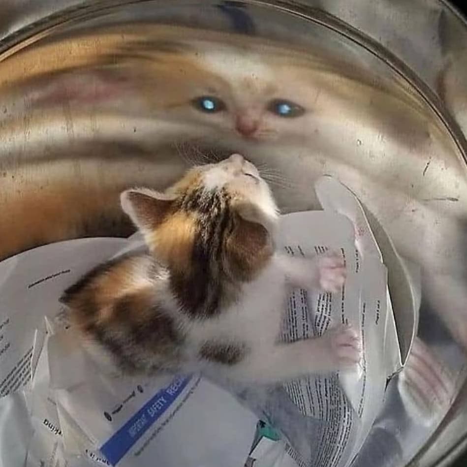 PoorlyTimedCats's tweet photo. #Cats #CatsOfTwitter https://t.co/Uabb4WeFqR