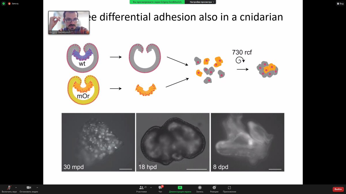 zooinv_spbu's tweet photo. Hi, here we are with our 1st tweet! We have a long-time tradition of EvoDevo lections by G.Genikhovich @genikhovich for our students. Today is the final of virtual course “Principles of animal development”. Thanks Grisha for cool content! Check out RECs in https://t.co/LGBEUEtntW https://t.co/0dqR61v0WH