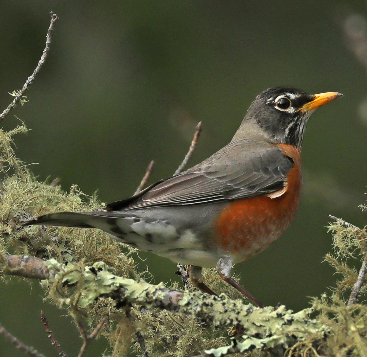 HighlandsBioFdn's tweet photo. The 25th annual #GreatBackyardBirtCount has begun! Join us for a birding stroll tomorrow morning (2/19) at 9 AM or join us for our Birding Bonanza tomorrow between 1 &amp; 4 PM. We'll have a bonfire, snacks, cornhole, &amp; more!

Image by Greg Clarkson.  #ncbirdcount #scienceacrossnc https://t.co/jaUQUHh2SP