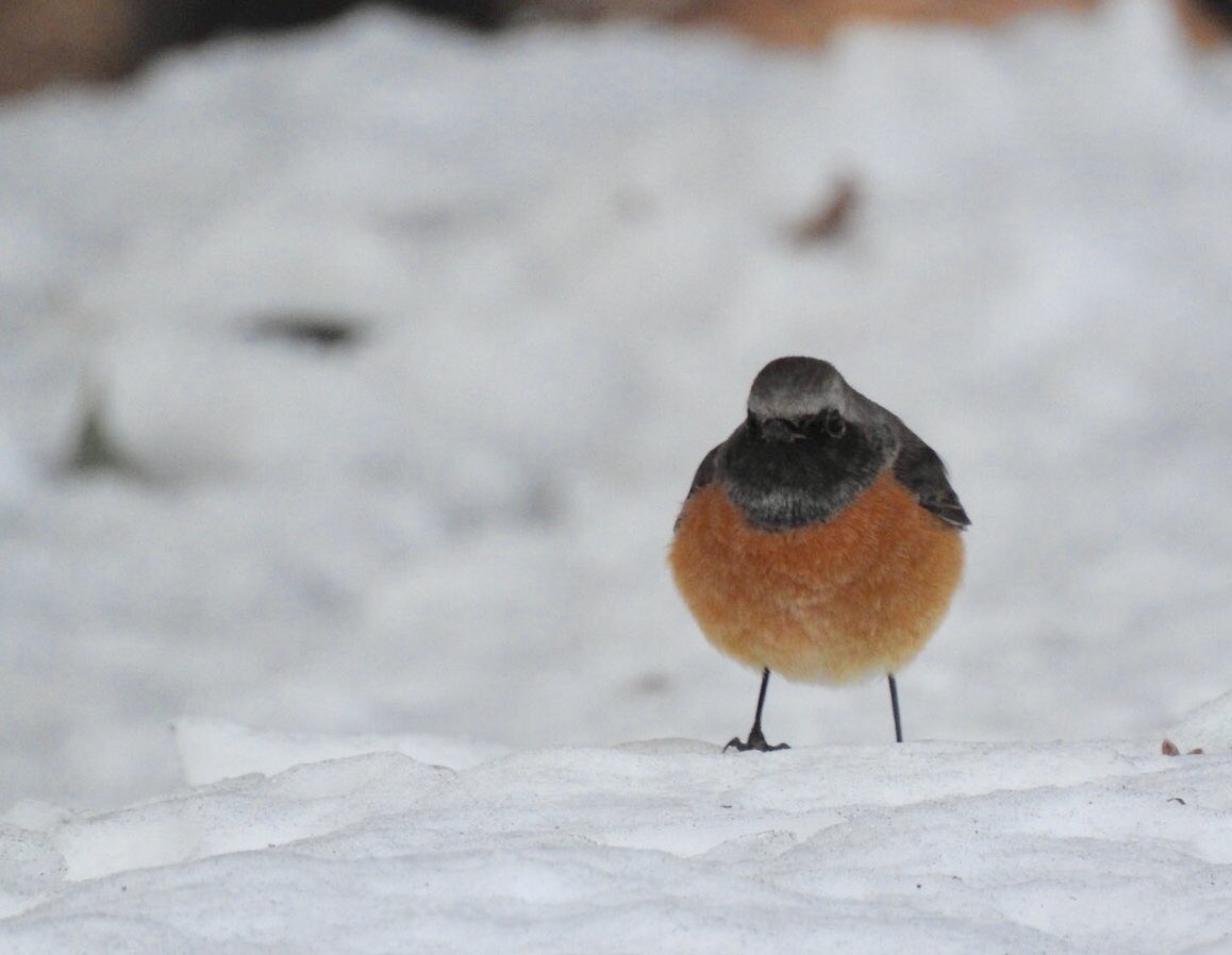 22年02月19日のつぶやき 猫 サチとハーブの暮らし