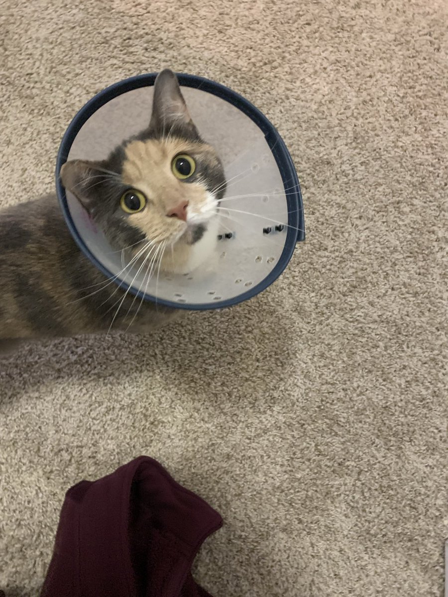 kristindavis_'s tweet photo. Nymeria? Who’s that? Oh, she goes by Cone Head now. https://t.co/FOyf21OWzR
