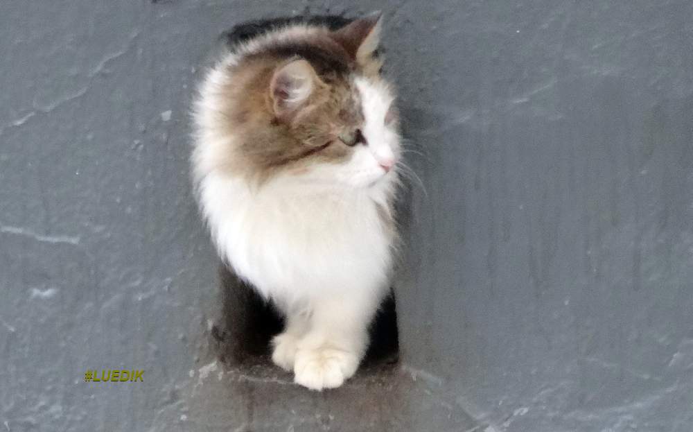 #Коты сидят в подвалах, как когда-то #русскийрок
🐈🐈‍⬛
#кот #Cats #кошка #котэ #CatsOfTwitter #коточетверг #CityCats