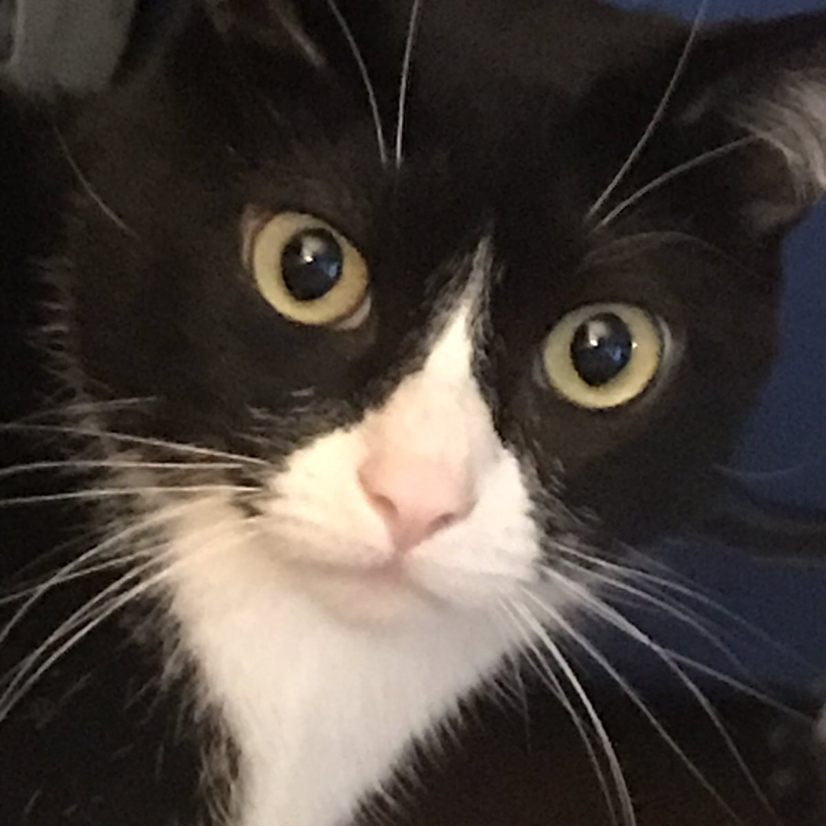BasilTux's tweet photo. MOMBE!! What you doing?! https://t.co/mBwA9tOgtn