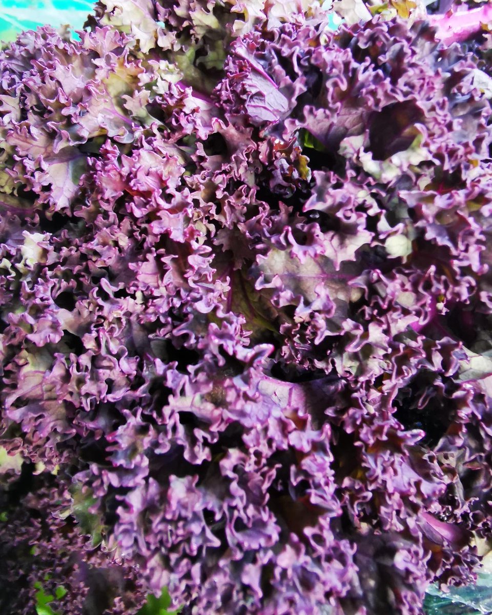 Lots of fabulous fresh locally grown veg in from <a href="/ClonannyFarm/">Clonanny Farm</a> 💛 

#fresh #local #bestinseason