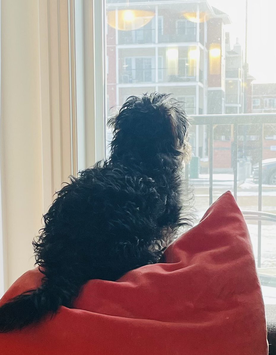 WillieBeta's tweet photo. Waiting for the weekend to arrive 🐶
Happy Friday Everyone ❤️ Hector 
#CatsOfTwitter #dogsoftwitter https://t.co/ZVMgFxtBhP