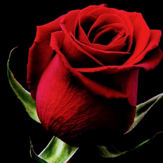 YoshiThebody_'s tweet photo. I love roses meet me tonight 4:16 East Baltimore Street @clubdowntownscandal__ @tru_lover24 my Instagram please follow 💕💕💕💕 money talks https://t.co/PjVxlzlbw5