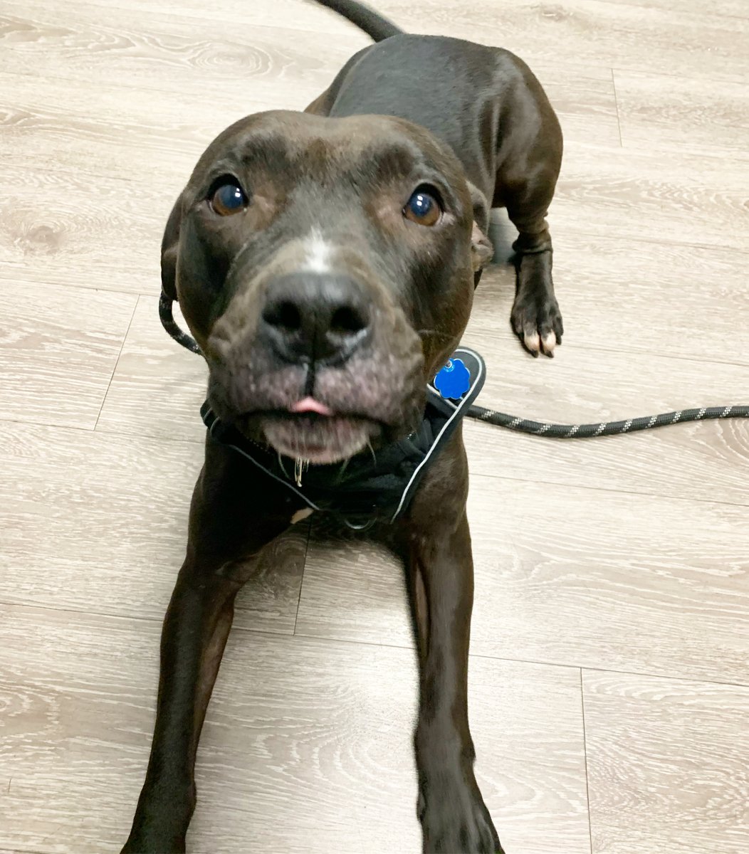 2ndStreetVet's tweet photo. Happy Friday! Hope you have an awesomely stellar day as I’m having! I got to visit my friends at 2nd Street Vet and gets a nice warm massage from the laser treatment. Love Alma! 🐾❣️ #Fridayfavorite #fridayvibes #vetmed #phillydogs https://t.co/wzEZ43qRyl