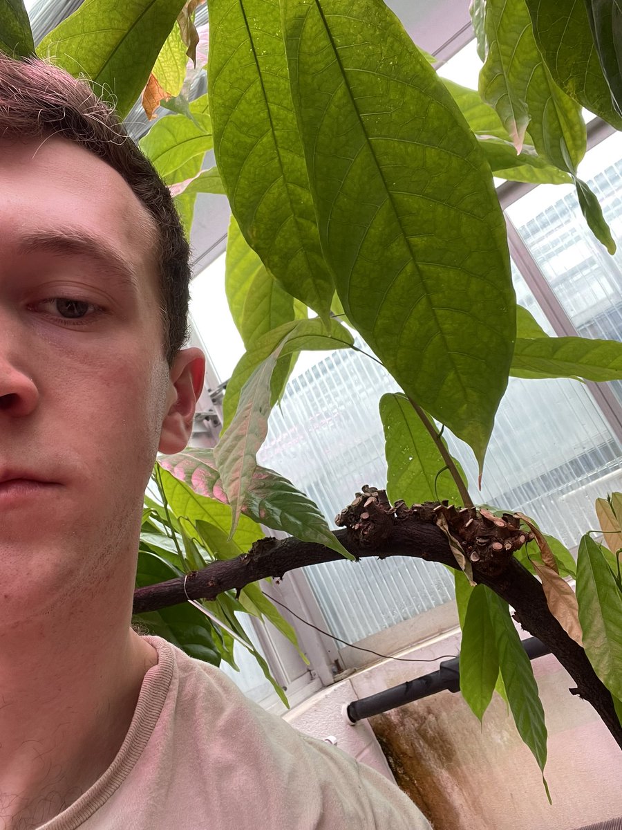 avl5824's tweet photo. This is a Cocoa Tree, it has been bent on purpose for research purposes. When it was a few months old it was staked down to grow “sideways”. As seen the tree has thrown straight shoots towards the light. #plant200call #drfoxcall #plant200week6 https://t.co/Q9zdiUk7Zn