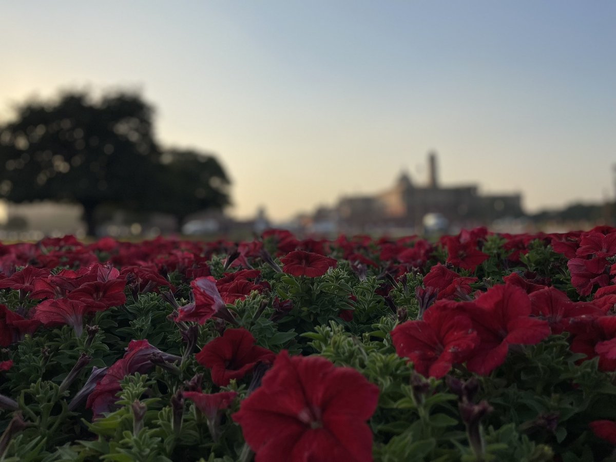NEETAS11's tweet image. #दिल्ली - दिन है ये बहार के ! #springindelhi
