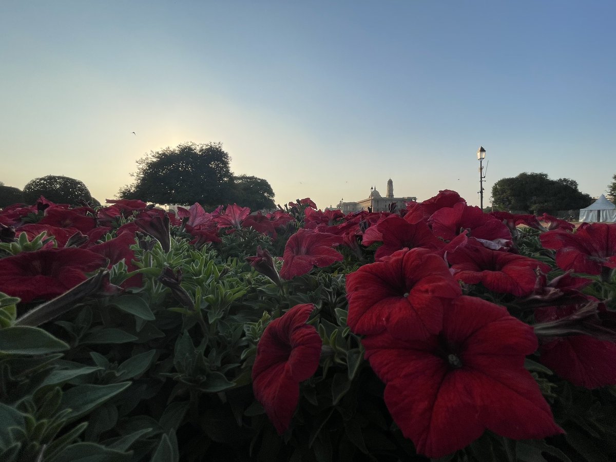 NEETAS11's tweet image. #दिल्ली - दिन है ये बहार के ! #springindelhi