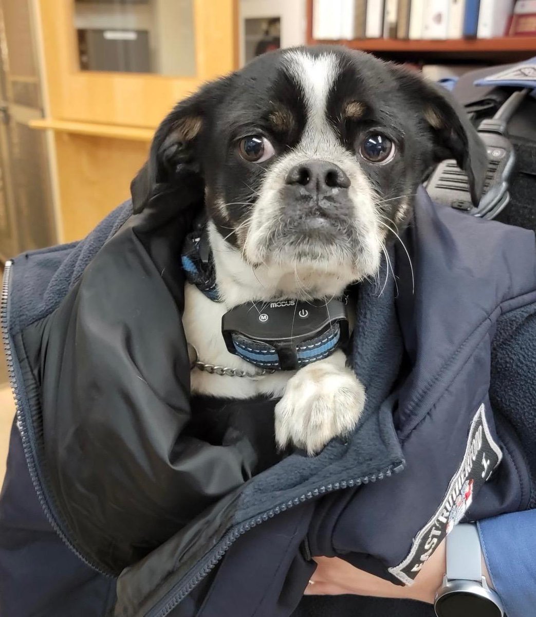 ERutherfordPD's tweet photo. Help me find my human!!! This little guy was found roaming around the area of Grant St. If you recognize him please call ERPD @ 201-438-0165. https://t.co/qfdrglMQF8