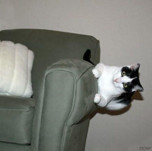 Тебе так удобно лежать. Так удобно. Мне так удобно кот. Тебе так удобно. Котики спят в необычный местах.