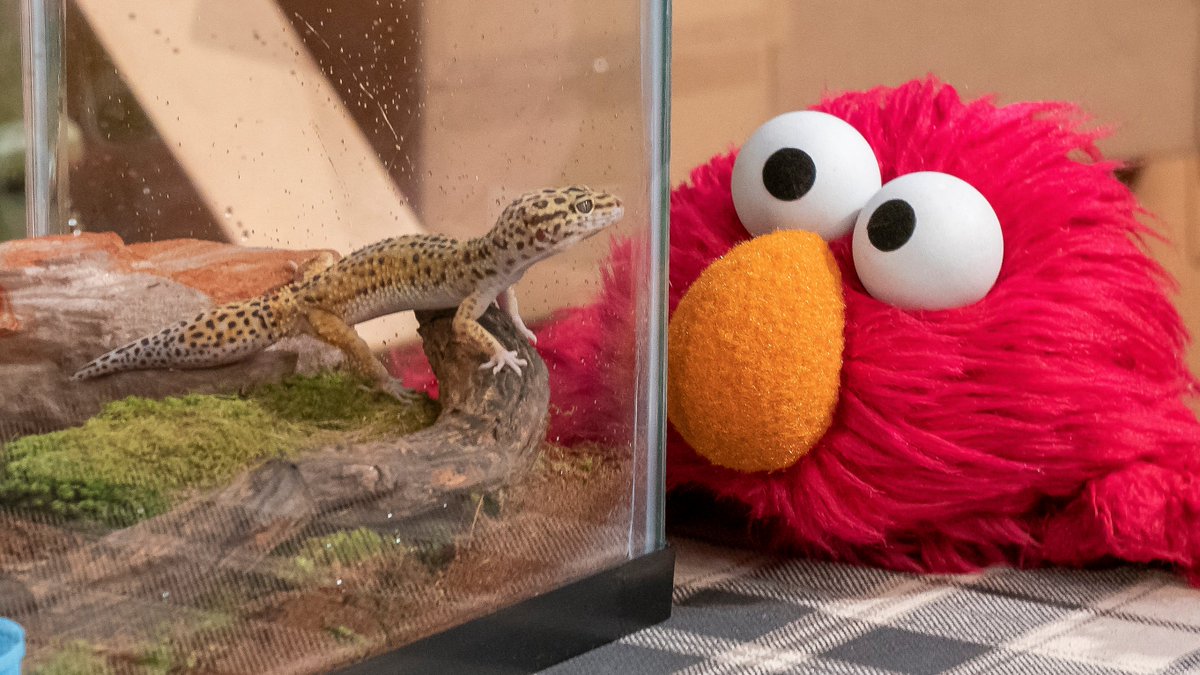 Don't ever stop being curious. 🦎