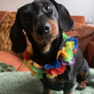 iDominicus's tweet image. Open kerk!  
Dominicusnieuwsbrief 5-22, met o.a.:
- Coronamaatregelen (vrijwel) opgeheven
- Thomas-toernee
- Lazarus – over andere vormen van liefde en gemeenschap
 mailchi.mp/c0568dca9b0a/o…