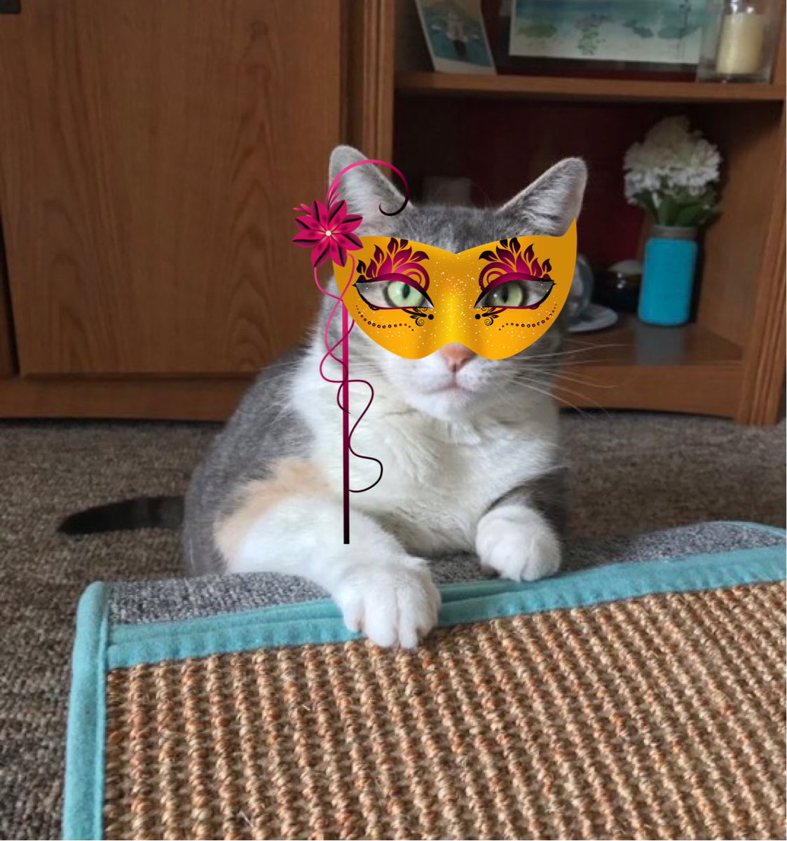 SnickersACat's tweet photo. Hello Pumpkin ! @cathiebun
Checking in ! I'd love to have a spot on the riverboat, room 7 has a nice chair in it for me to curl up in and look at the water ...is that still available?  #catcarnivale #mrwuggums https://t.co/vgovH9CjhQ