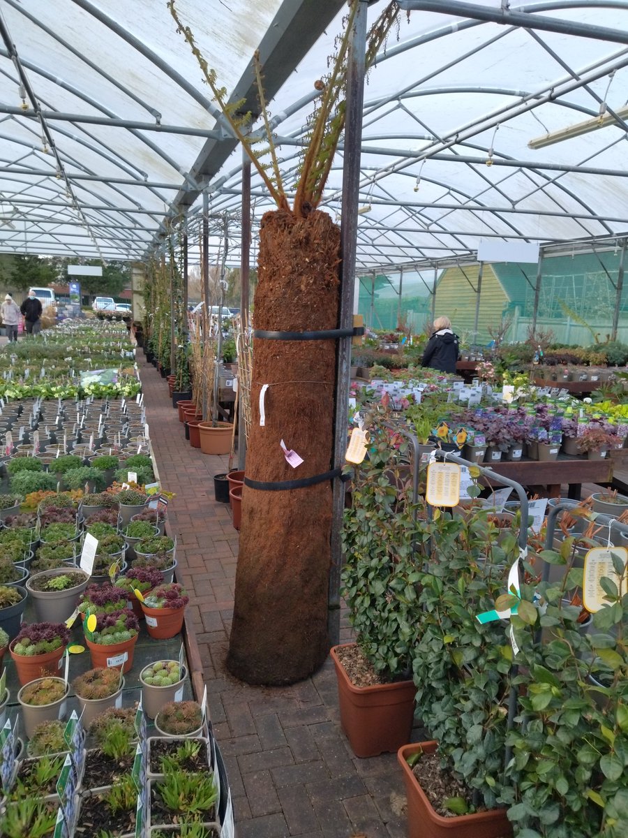 Left: Tasmanian rainforest, where tree ferns shade echidna, possum and wallaby. Right: decades old tree fern after being cut from the wild, being sold in a UK garden centre (£450).  
tasmaniantimes.com/2019/02/tasman…