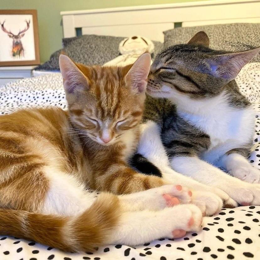 If this isn't grooming goals, then we don't know what is. 😻

Repost <a href="/lola_and_popps/">Lola and Popps</a> on Instagram

#LivingTheHiLife