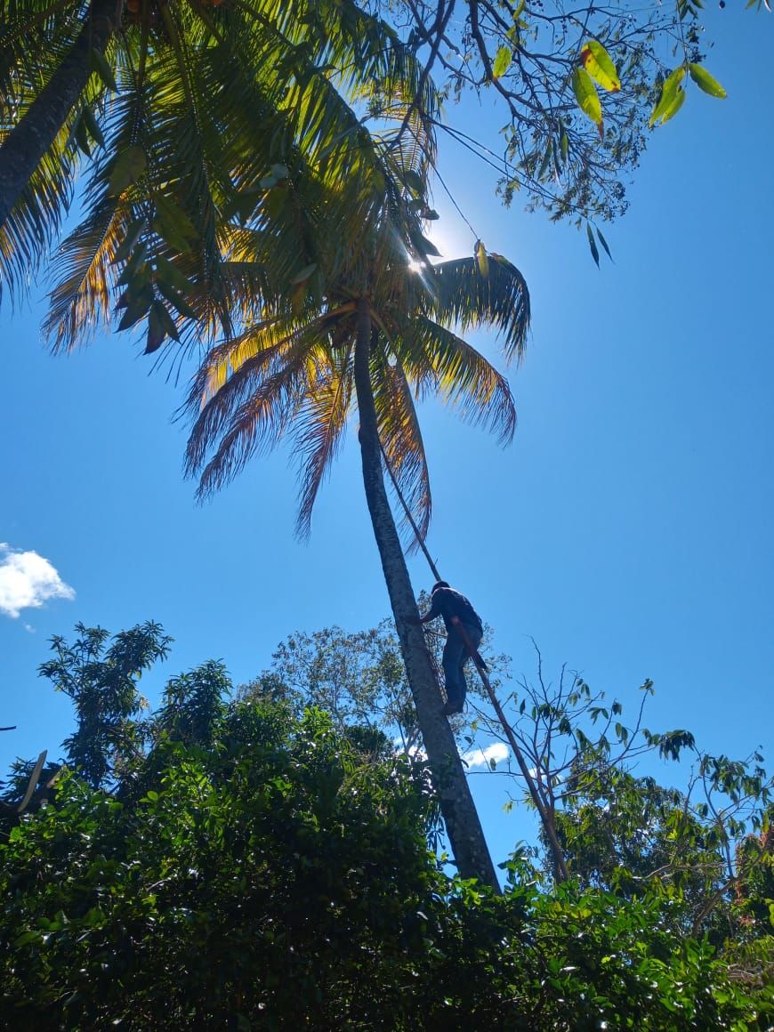 SantoTomassv's tweet photo. ✅ Atendiendo el llamado de la población para hacer la poda de árboles en zona de alto riesgo. 

📍 Colonia Moran y Lotificación Celia. https://t.co/A8zy5AX3Dg
