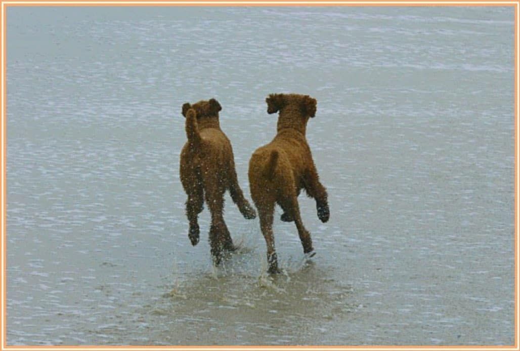 Why Your Workplace Culture Needs Play: Play is how we grow. Play shapes who we become.  We create performance in play.  We need space and time to continue to develop our playful selves as (working) adults. bit.ly/3rI0oax #play #culture #performance