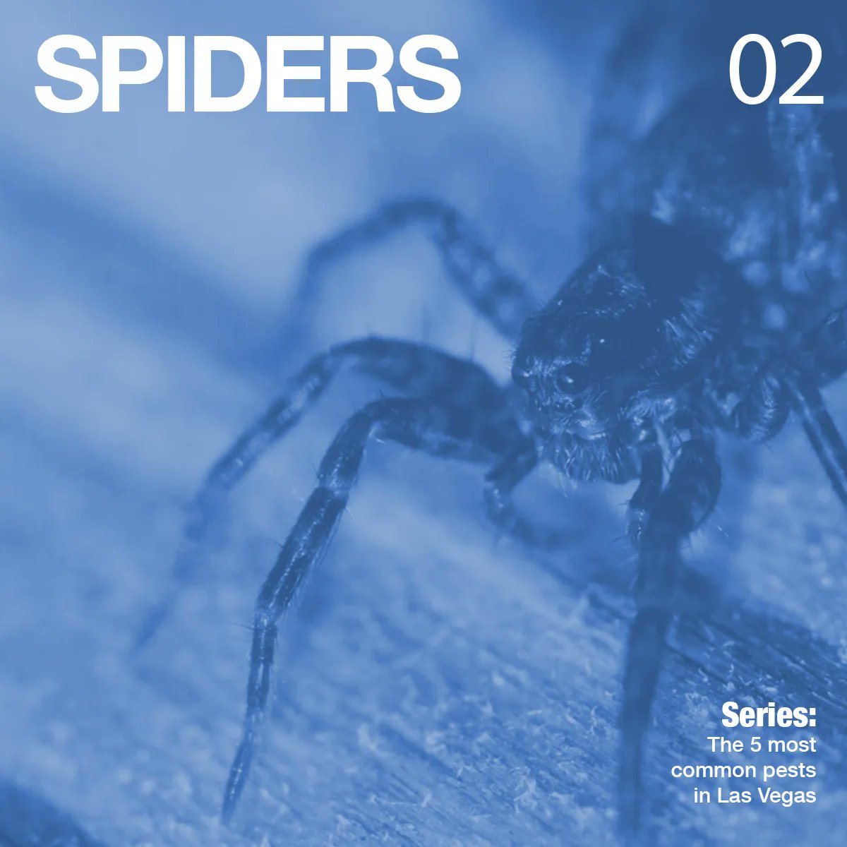 trixpest's tweet photo. Number 3 in our Top 5 most common pests in Las Vegas is SPIDERS! The most notable are the Black Widow, Desert Brown Recluse, and the Wolf spider. 

Have you ever come across these on your property?

#spiders #nowayhome #spidersweb #lasvegaspestcontrol https://t.co/6MaYyRjxzT