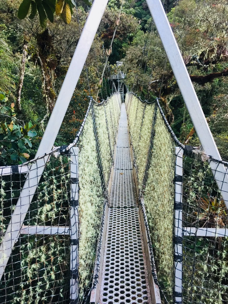 AradhanaJR's tweet photo. FieldDayFriday!! 🌳🦋
To one of my most favorite places to have studied as a scientist!! 
Walking across a canopy bridge in a temperate #rainforest of #Peru! 
A #dream come true!! 
#fieldwork  #canopy #insect #herbivory  #sciencetravel #conservation #WomenInScience https://t.co/y1e0l01URp