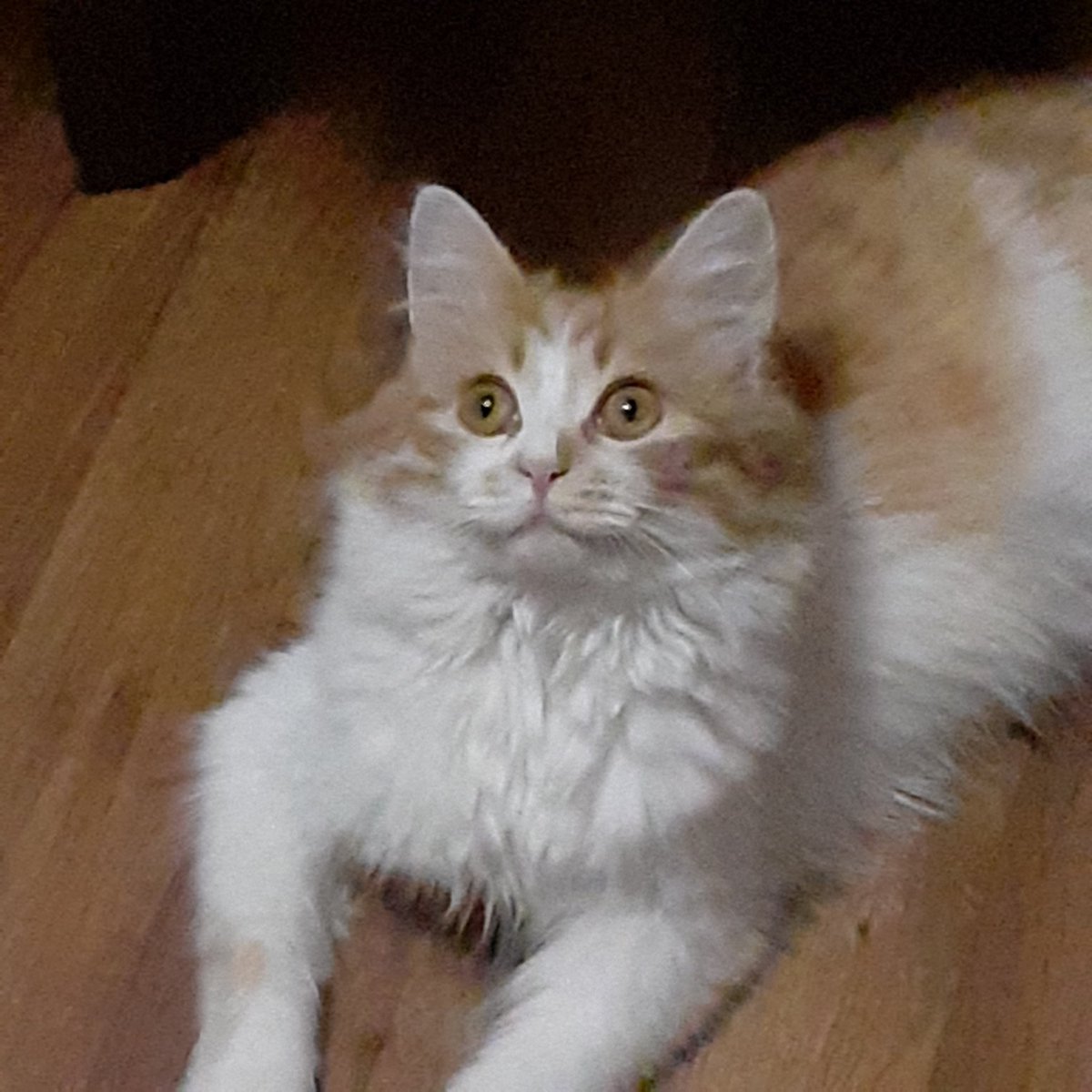 holly_treee's tweet photo. Это Крыса и она смотрит в потолок:/
#CatsOfTwitter https://t.co/EI6j5u9Klj