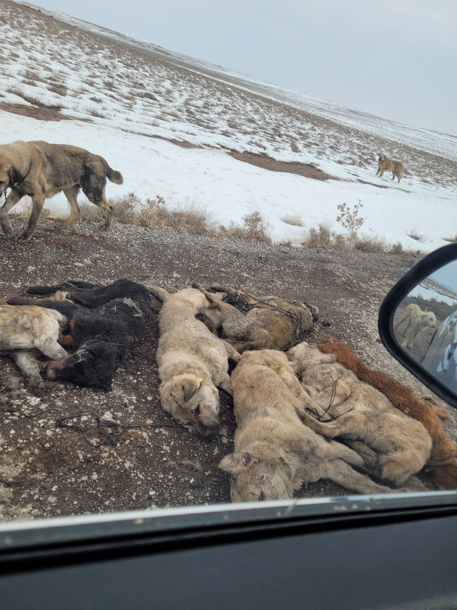 Nihal_K34's tweet photo. Tel iplere bağlanıp boğarcasına vahşice toplanan 7'si öldürülmüş 40köpek Niğde Aksaray yolu Konya Ereğli'ye bağlı dağ başına atıldı
@ereglikaymakam talimatıyla inceleme devam ediyor
@TCKonyaValiligi @NigdeValiligi @TC_icisleri @EmniyetGM @KonyaEmniyeti @NigdeEmniyeti @TC_icisleri https://t.co/wWuKotrgBU