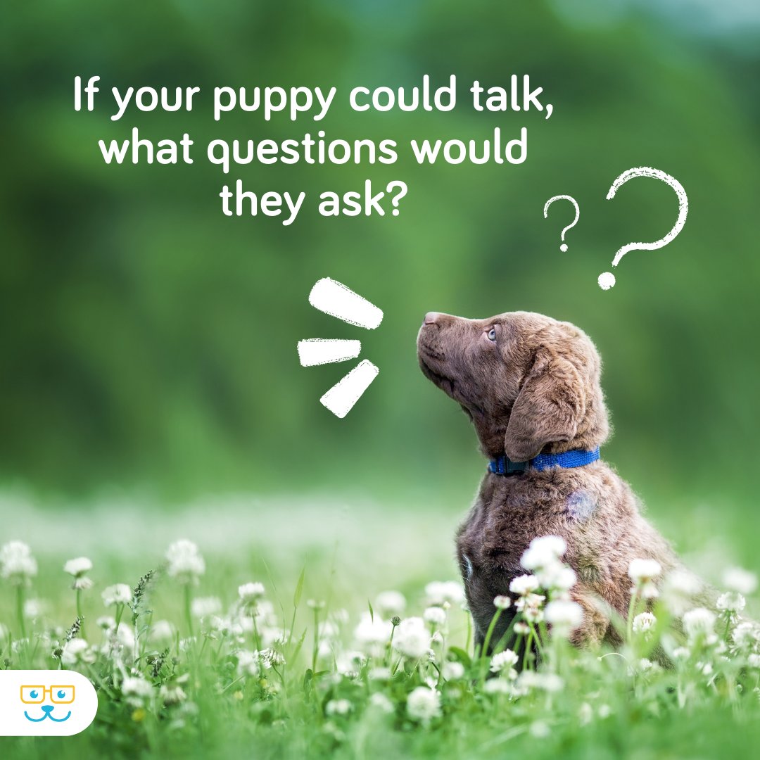 RauAnimalHosp's tweet photo. What's on your puppy's mind? https://t.co/KMkotImONB