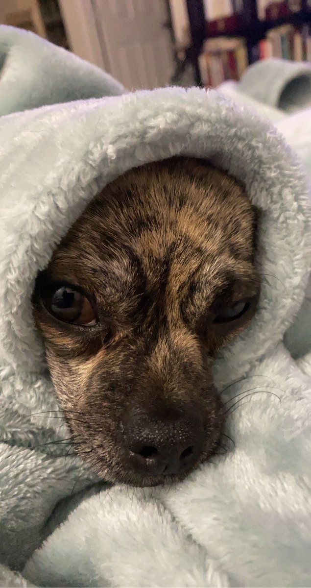 maxibeans's tweet photo. It’s so windy and cold today. I think I’ll just stay here. #cold #windy #dogsoftwitter #GoodBoy #AdoptDontShop https://t.co/T2LsSow5ga