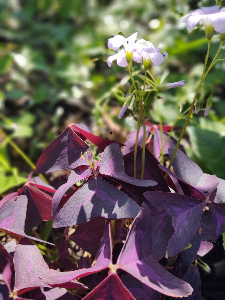 Les comparto fotos de un trébol morado, creciendo en forma salvaje.

Esta super frondoso y yo batallando por qué no se me mueran los que tengo en casa 😂, les ha pasado ??