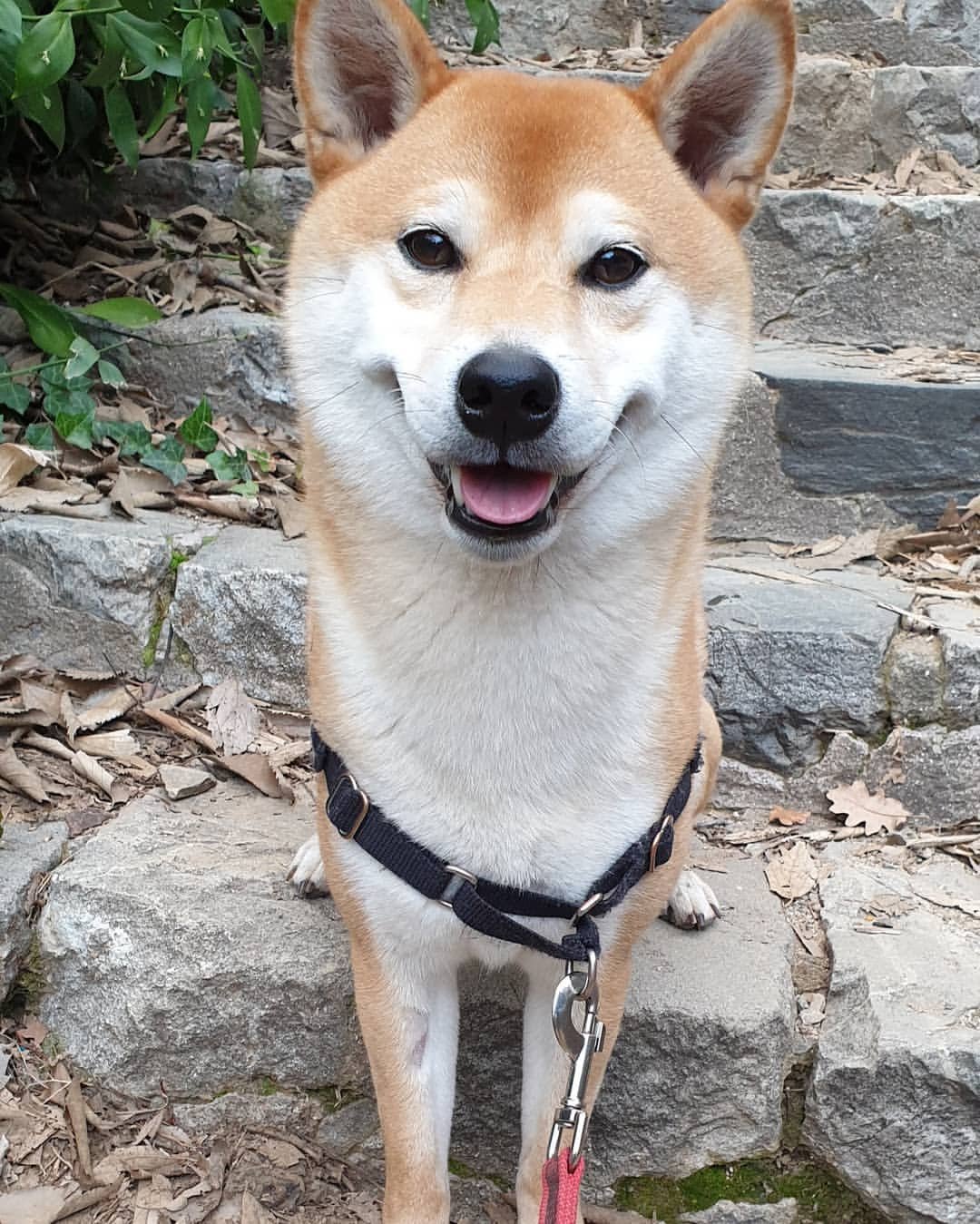 تويتر Takeshi Sensei على تويتر 犬 いぬ Perro 躾 しつけ Educacion Disciplina 命令 めいれい Orden おいで Ven お座り おすわり Sientate 伏せ ふせ Tumbate 待て まて Espera お手 おて Dame La Pata